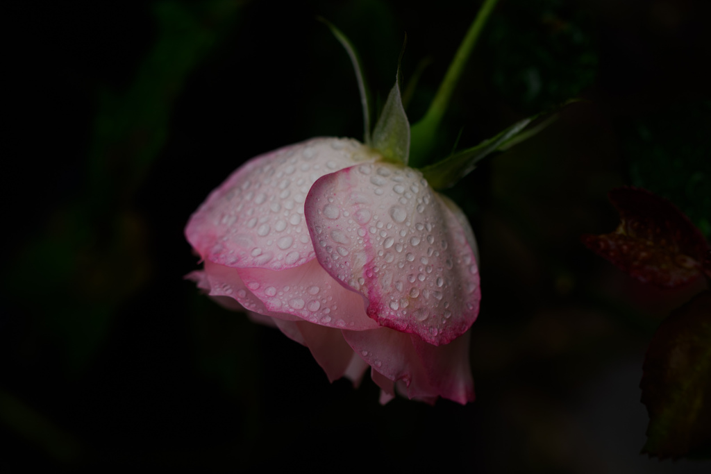 雨上がり