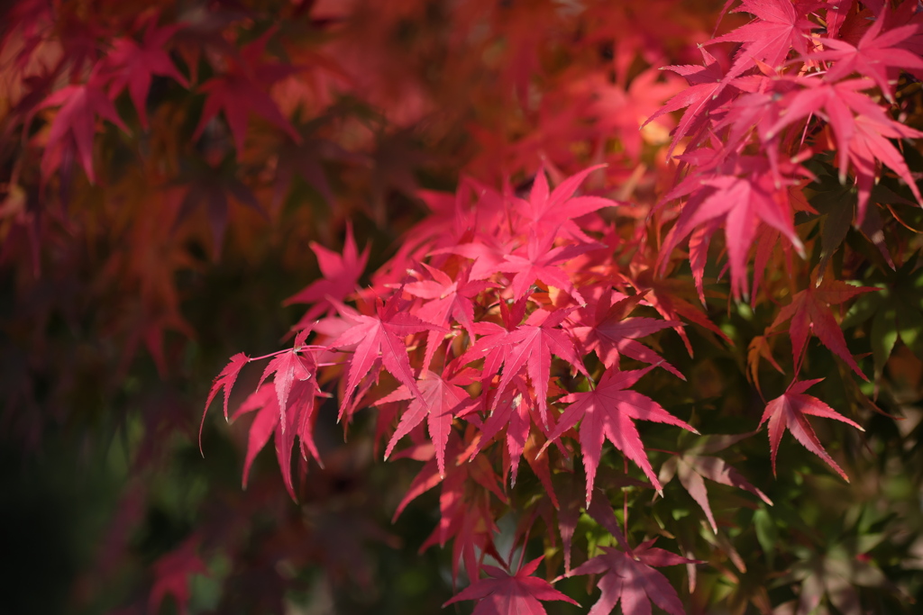 紅葉の賀 3