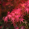 紅葉の賀 3