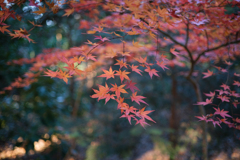 参道の紅葉