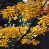 紅葉の賀 5