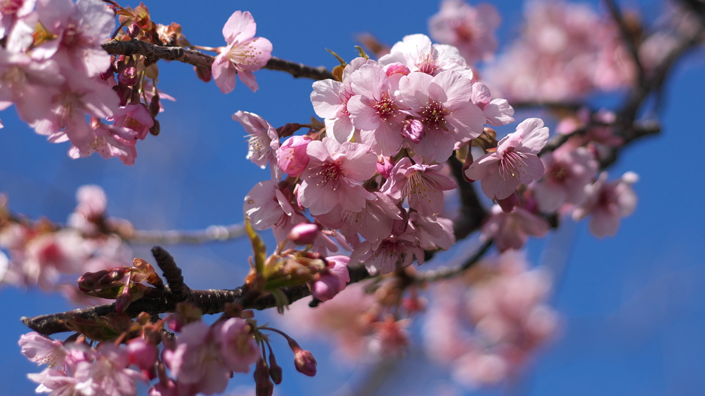 河津桜 満開