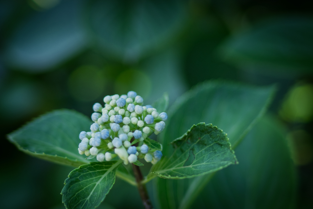 紫陽花
