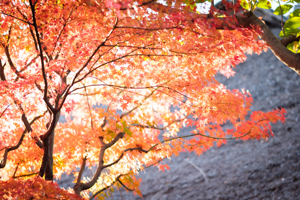 逆光の紅葉