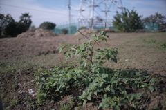 名もなき草