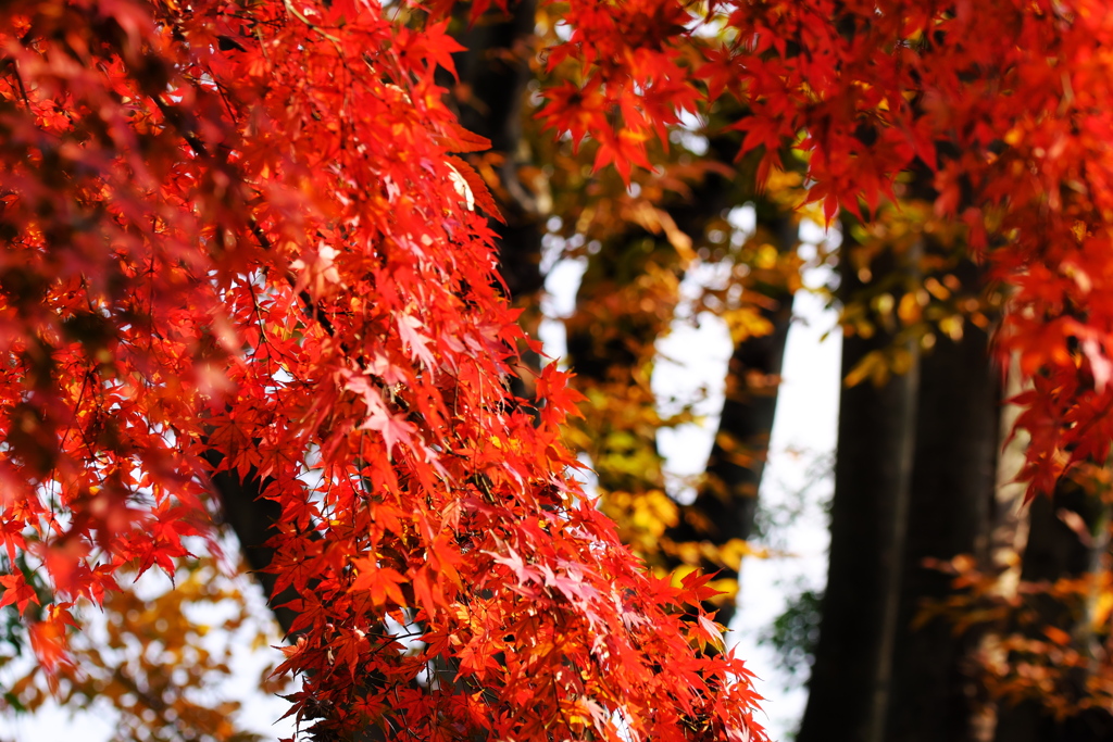 紅葉の賀 2