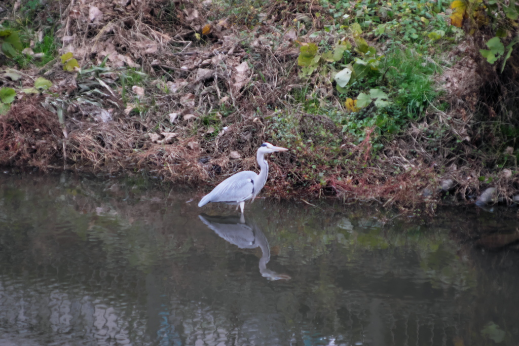 水辺散歩　青サギ？