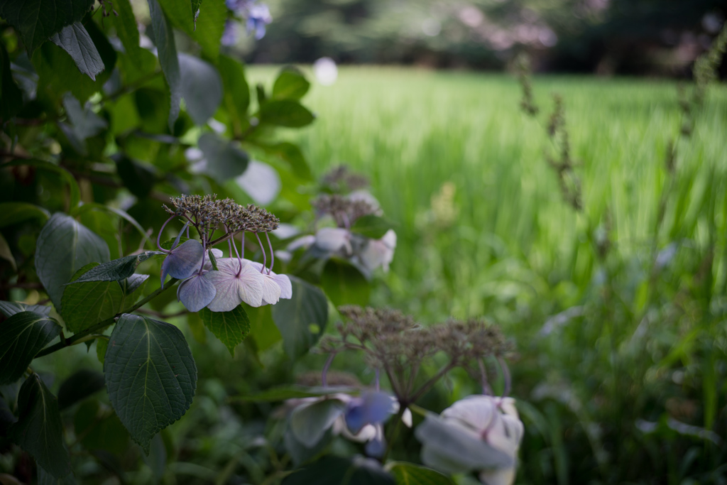 紫陽花・・・