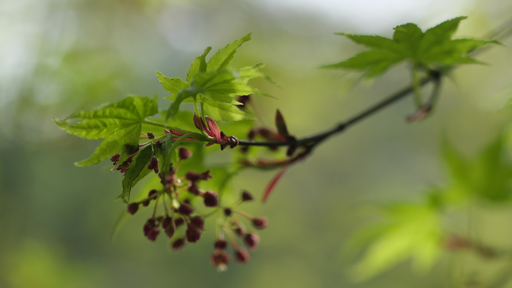 楓の新芽 1