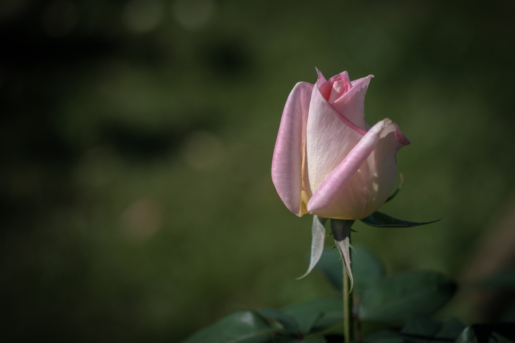 神代植物園のバラ 1