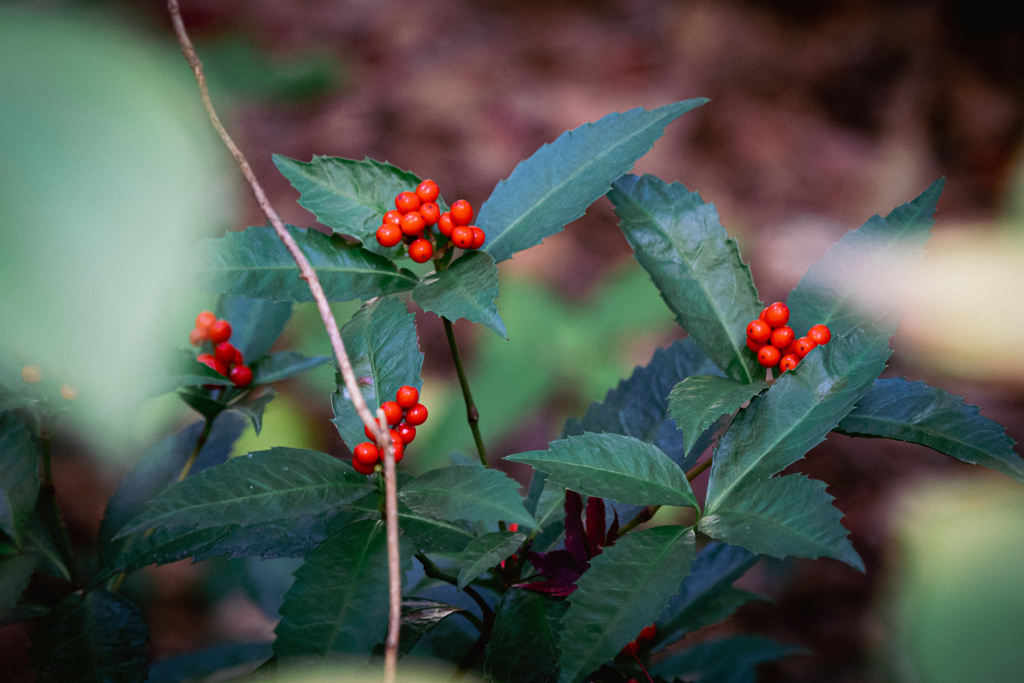 Green & Red