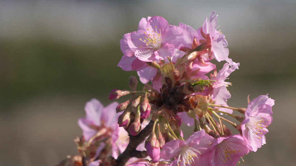 河津桜-3