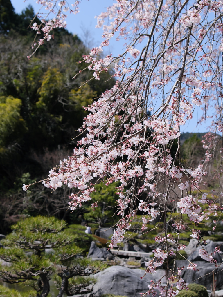 奥院の枝垂れ桜