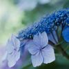 紫陽花