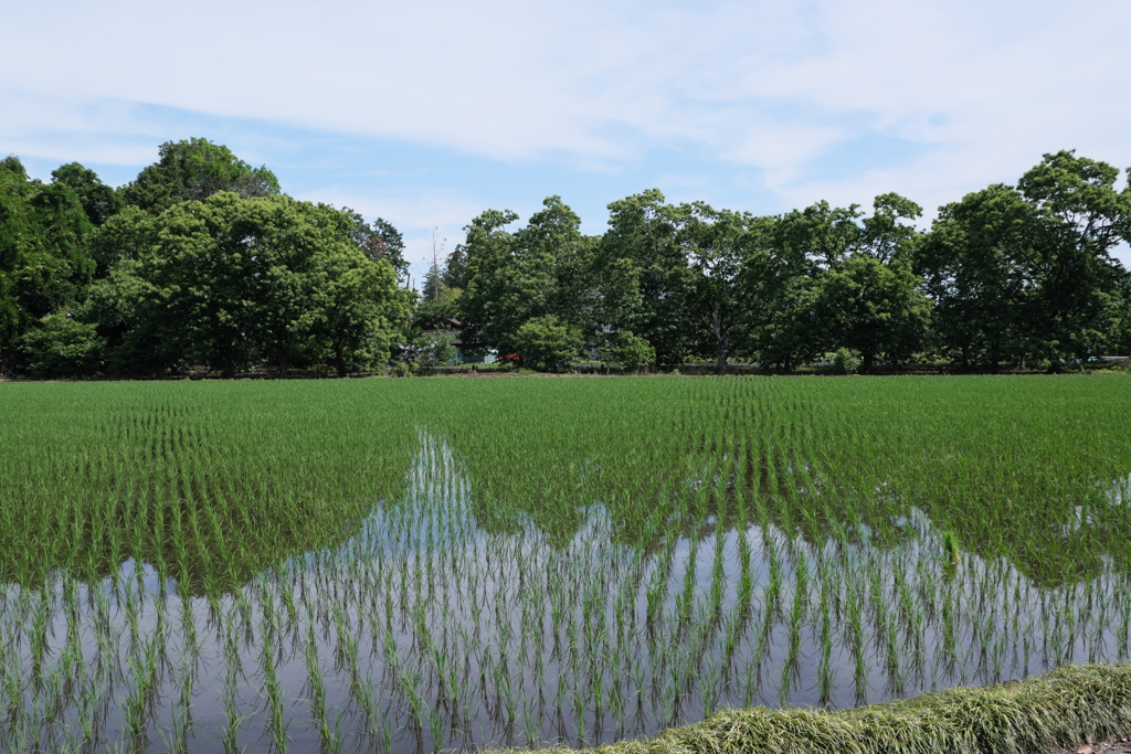 田園風景