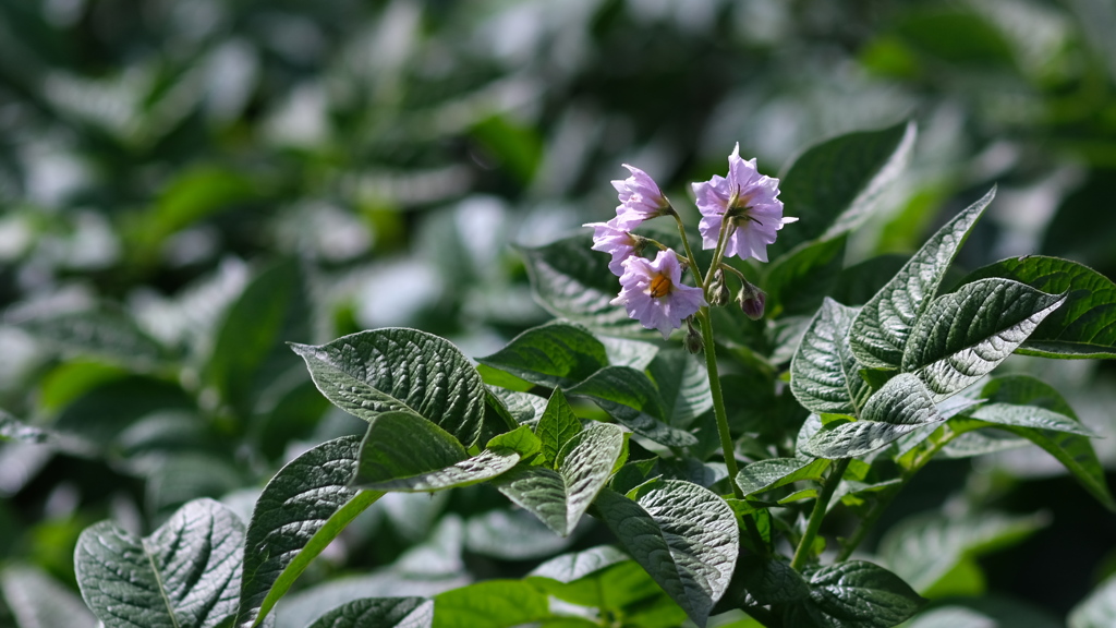 茄子、ではなくてじゃがいもの花