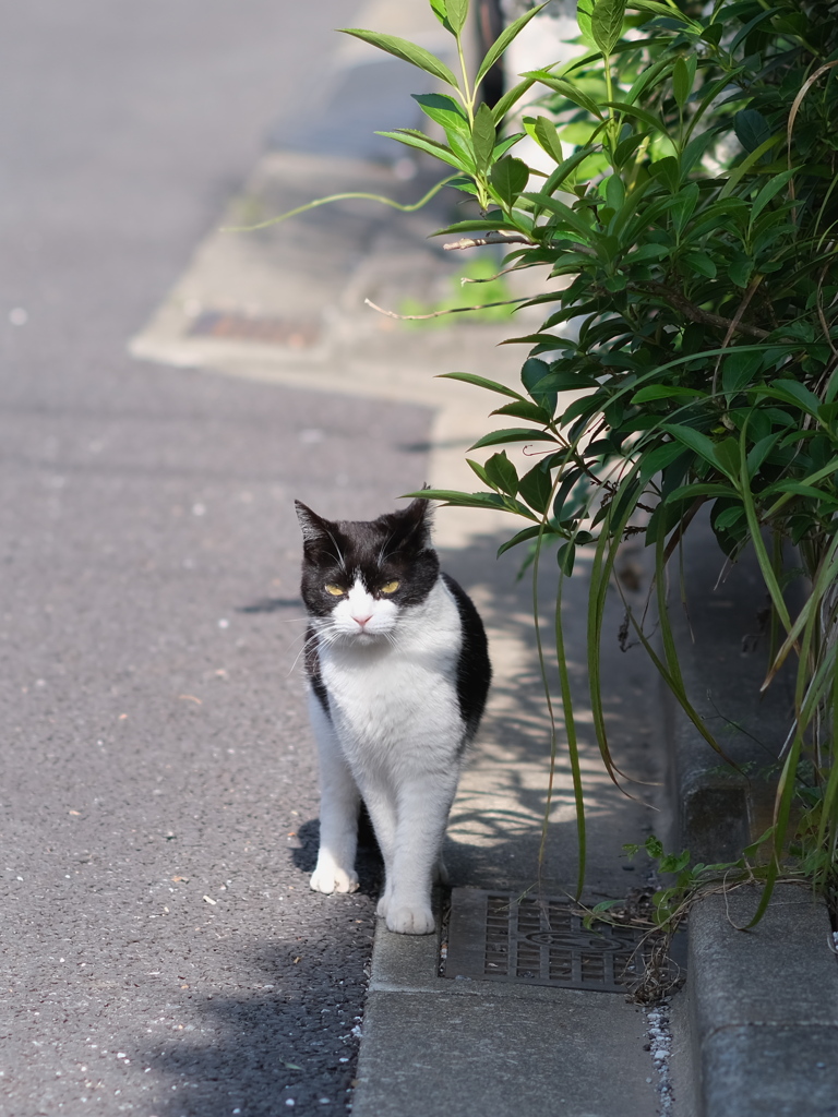 出会い