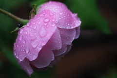 小雨模様