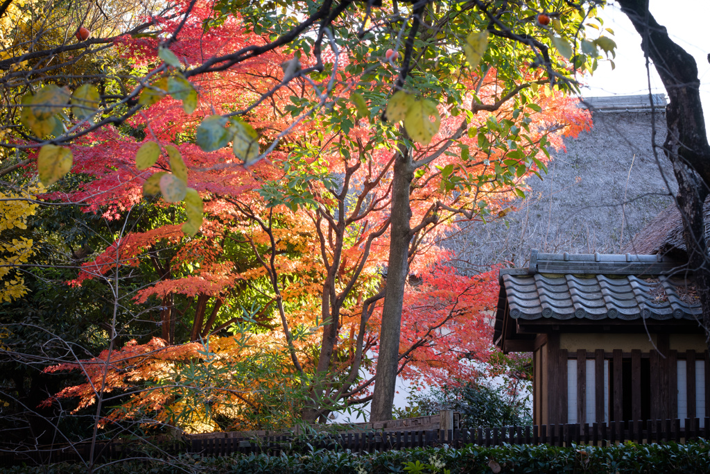 紅葉