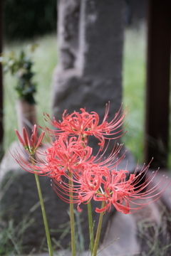 彼岸花-1