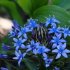 これも初めて見る花
