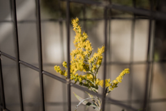 囚われの黄色い花