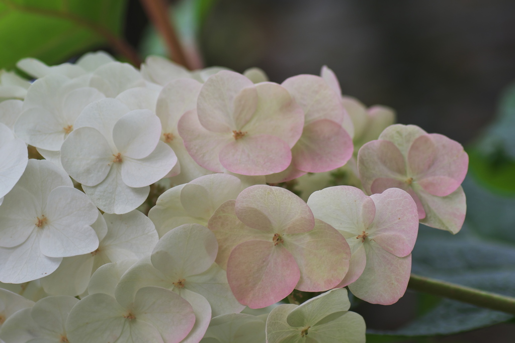 かすかに色づき