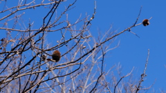 空に取り残された栗