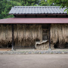 麦干しの候