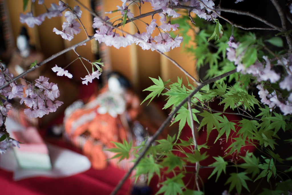 しだれ桜と青葉楓