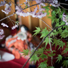 しだれ桜と青葉楓