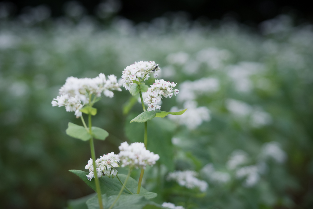 蕎麦の花