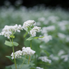 蕎麦の花