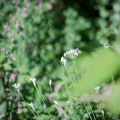 秋の花