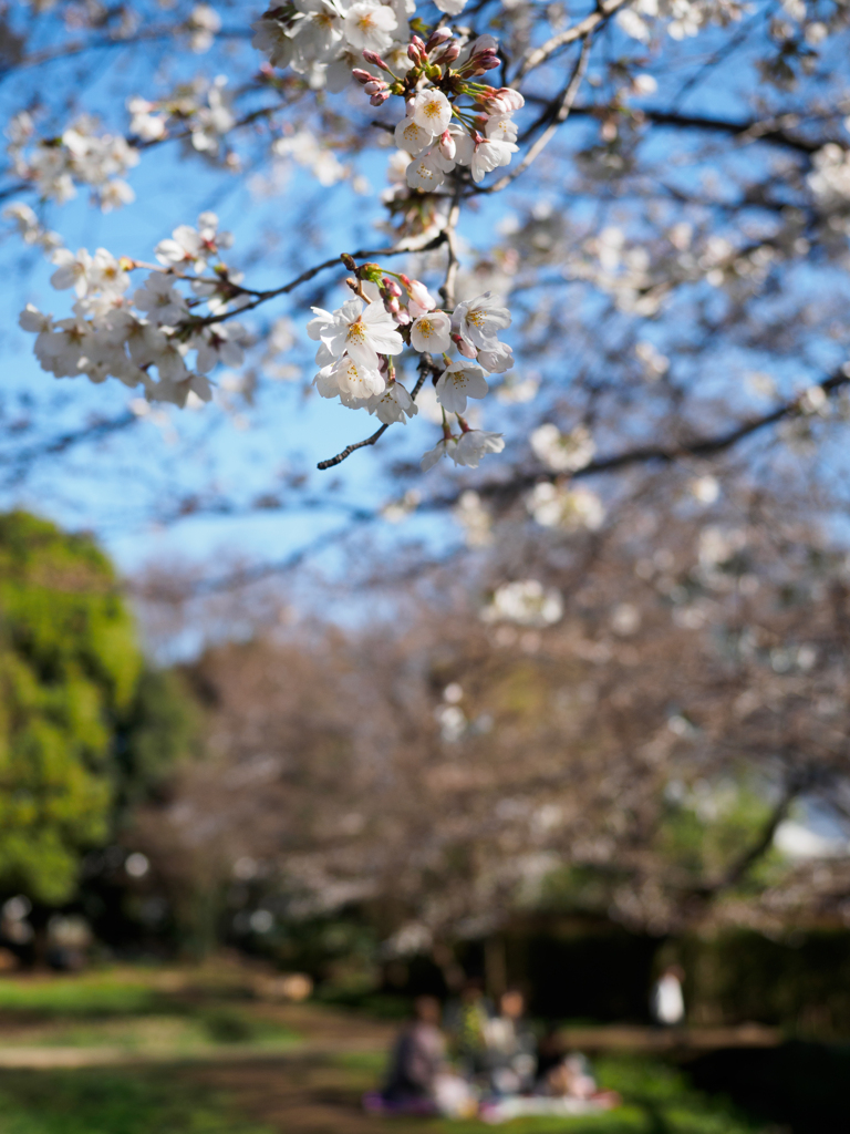 春・・・