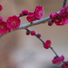 紅梅