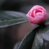 山茶花