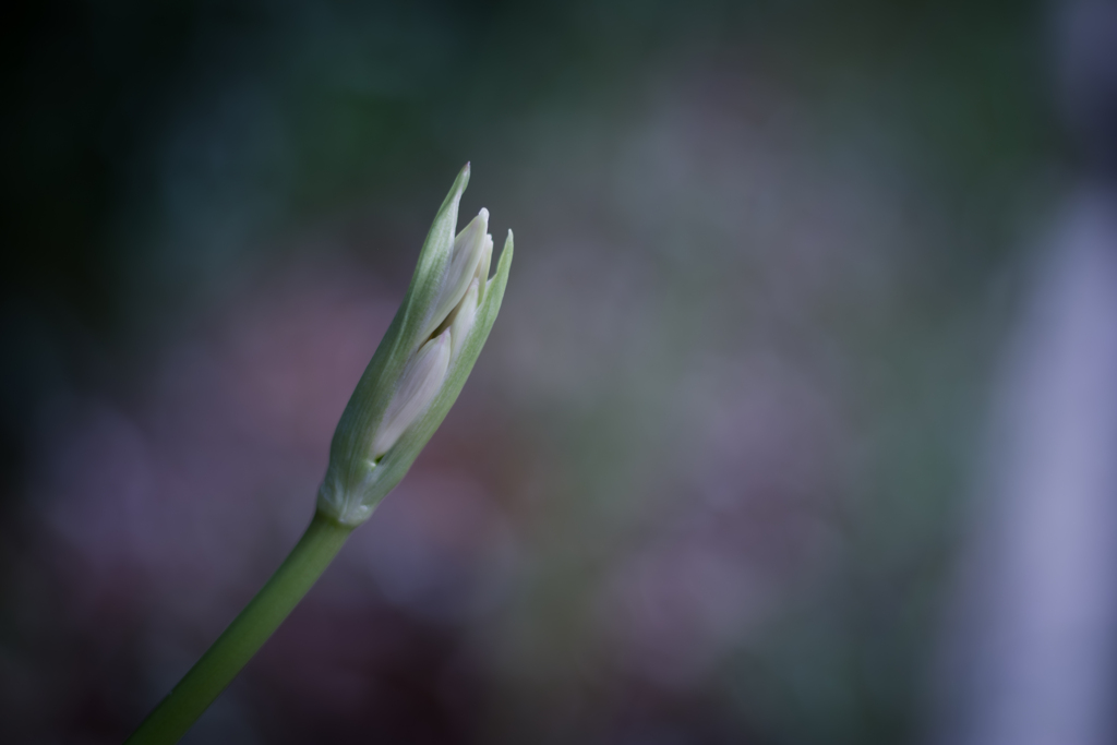 colors 白