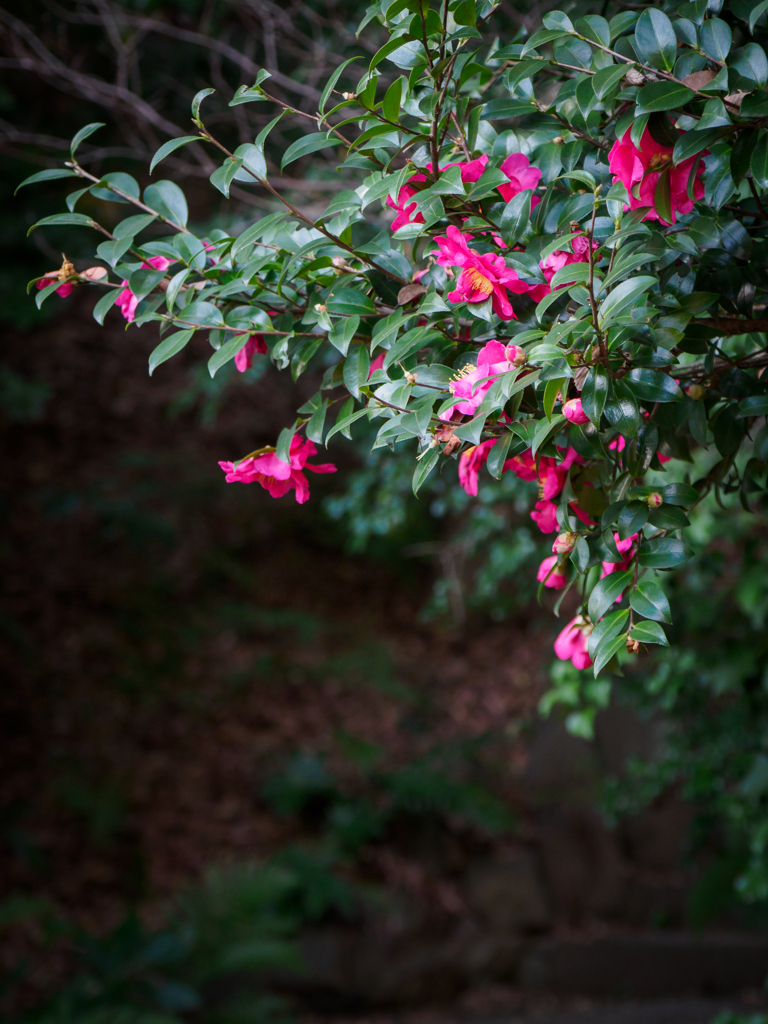 山茶花の小路