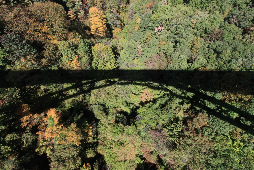 森に掛かる橋