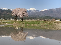 常念道祖神の春