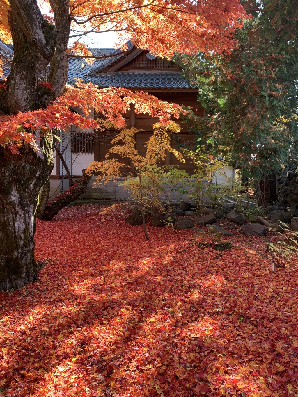 真紅の絨毯