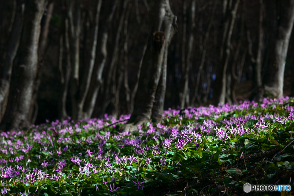 妖精の森
