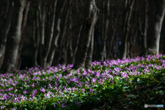 妖精の森