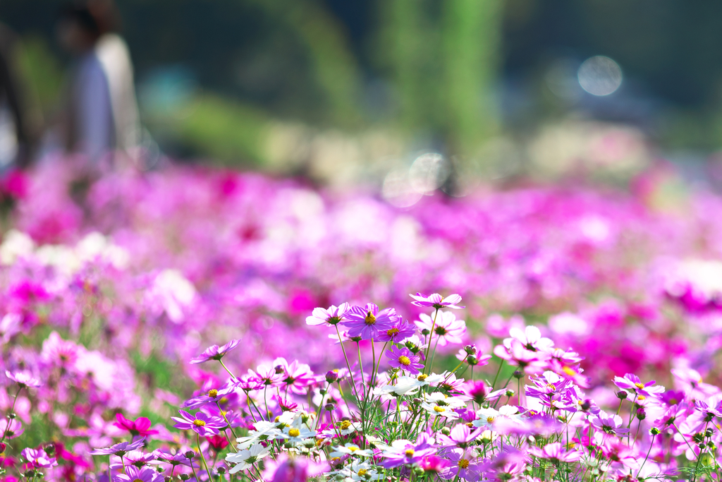 花の散歩道