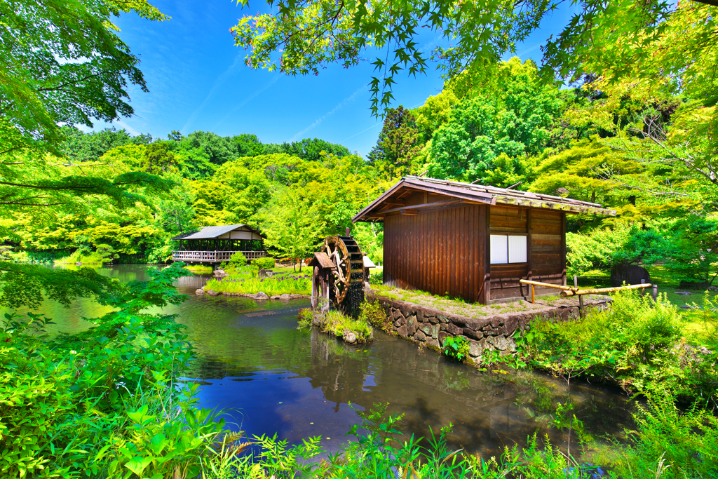 新緑の水辺