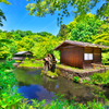 新緑の水辺