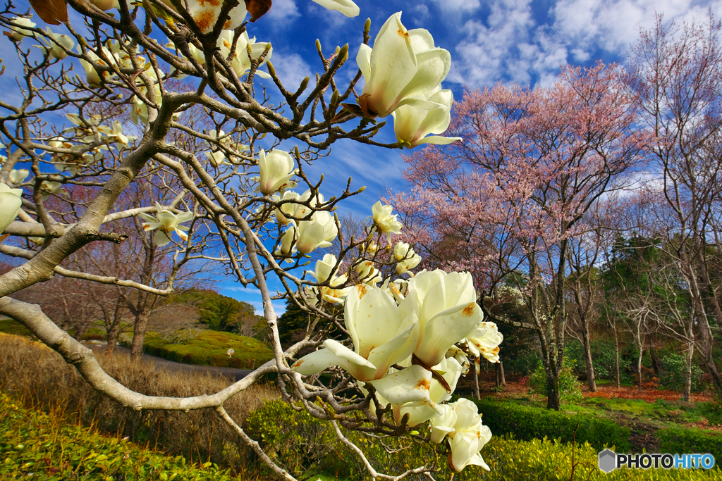 花の散歩道