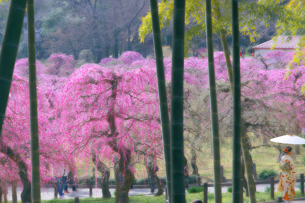 華やぐ季節