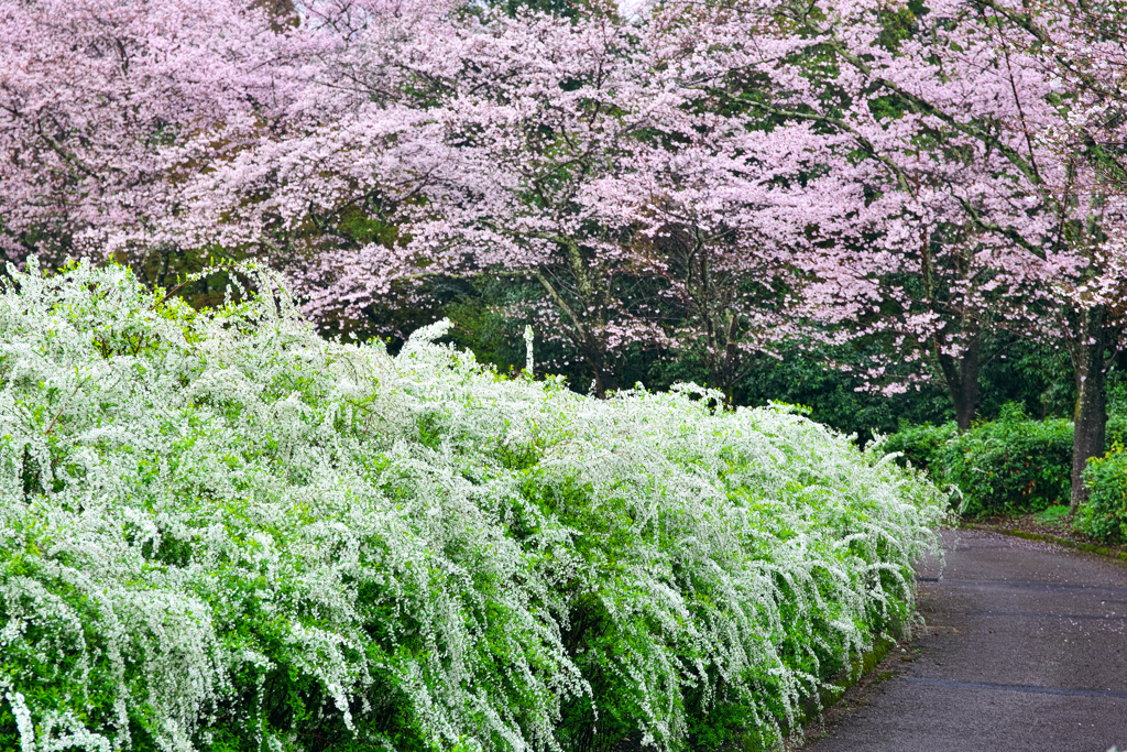 花の散歩道